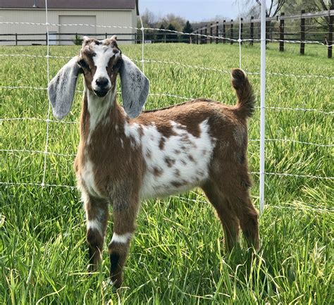 miniature dairy goats for sale.